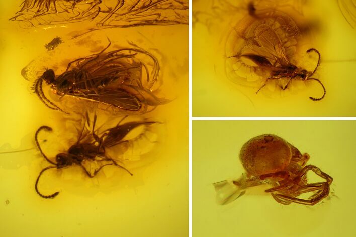 Detailed Fossil Spider, Wasp and Fly in Baltic Amber #128341